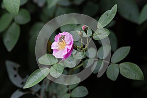 Pink rose in a garden