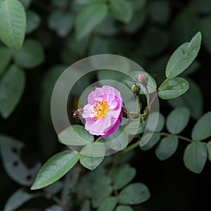 Pink rose in a garden