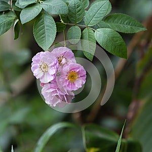 Pink rose in a garden