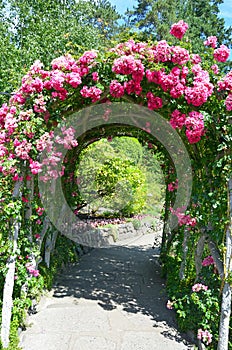 Pink rose garden archway