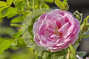 Pink Rose in the Garden