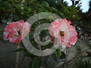 Pink rose in garden in daylight with selective focus