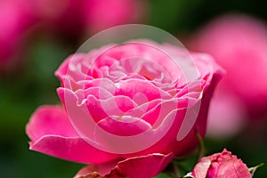 Pink rose in the garden garding, valentin, card photo