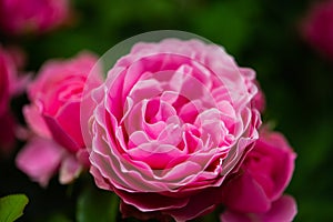 Pink rose in the garden garding, valentin, card photo