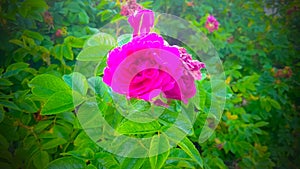 A pink Rose on a garden, Rosa Rugosa Hansa