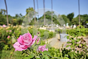 Pink rose in a garden with some palm trees in the background photo