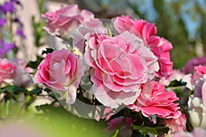 Pink rose in the garden.