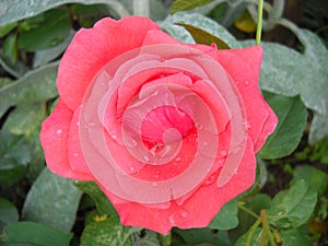 Pink rose in the garden. Well opened petals. Color with a warm nuance. Close-up from above