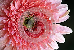 Pink Rose Gerbera Detail With Water Drops