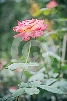 Pink rose in the glass house for valentine day