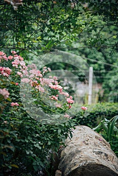 Pink rose in glass house for valentine day