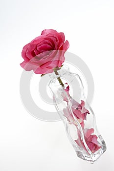 Pink rose in glass vase