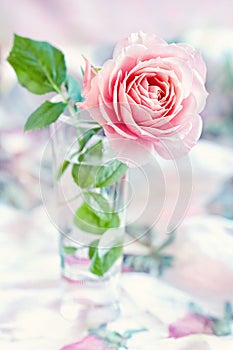 Pink rose in a glass vase on a light background.