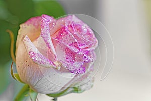 Pink rose with glitter