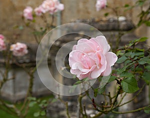 Pink rose in graveyard in Bibury photo