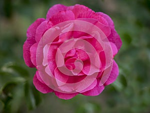 Pink Rose on green background