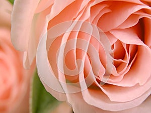 Pink rose on green background, big petals, macro shot