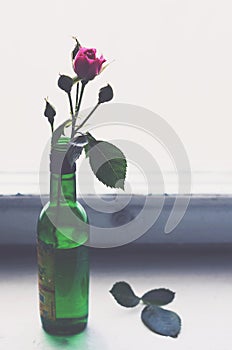 Pink rose in a green bottle on old wooden windowsill