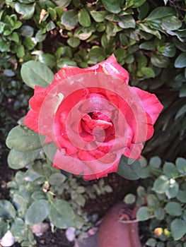 Pink Rose with a Green Canvas photo