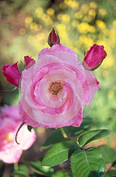 Pink rose with green foliage