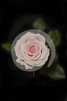 Pink rose with green leaves on black  background