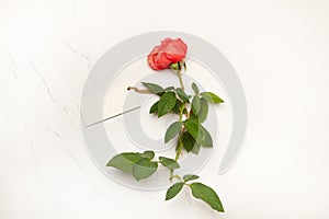 Pink rose with green leaves and a white blank card on a white marble background