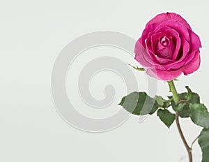 Pink rose with green stem
