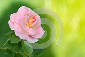 Pink rose on green Sunny background in the garden. Space for text. Artwork suitable for greeting cards.