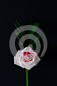 Pink rose with green Xanadu leaf