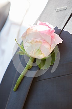 Pink Rose in a Groom Suit