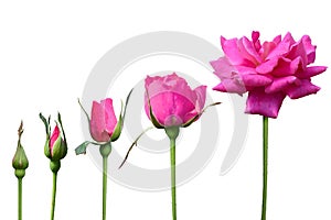 Pink Rose grow 5 time isolate on white background