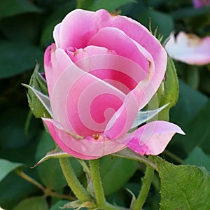 Pink Rose