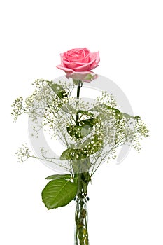 Pink rose with gypsum herb in vase