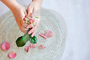 The pink rose in hand and rose petals