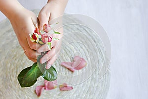 The pink rose in hand and rose petals