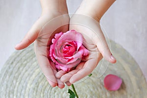 The pink rose in hand and rose petals