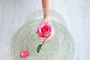 The pink rose in hand and rose petals