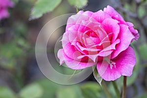 Pink rose, have green leaves blurred as backdrop suitable for use background