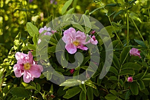 Pink rose hips flowers in bright green leaves. summer sunny garden at sunset. natural background