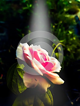 Pink Rose Illuminated