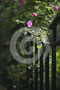 Pink rose with iron fence