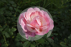 Pink rose isolated against its green serated leaves, garden shrubs producing one of the most popular ornamental flowers
