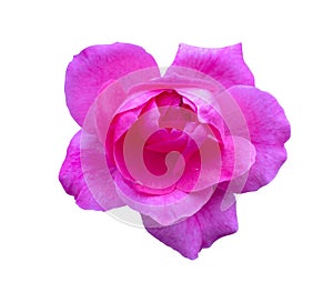 Pink rose isolated. Beautiful flower on white background