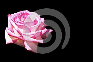 Pink rose isolated on black