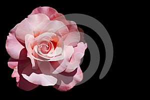 Pink rose isolated on black