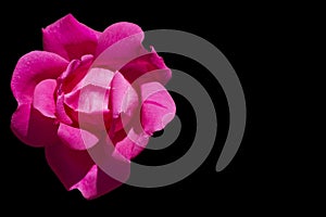 Pink rose isolated on black