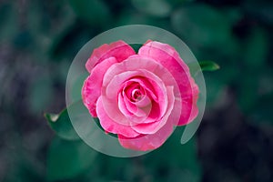 Pink rose isolated from bluish background