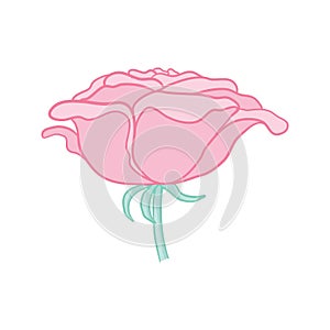 Pink rose. Isolated bouquet garden flower on white background. Vintage vector illustration art