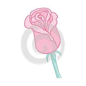 Pink rose. Isolated bouquet garden flower on white background. Vintage vector illustration art