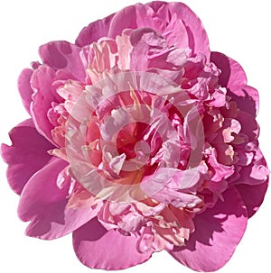 pink rose isolated Rugosa closeup